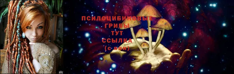 где найти   Верхоянск  Галлюциногенные грибы Psilocybe 